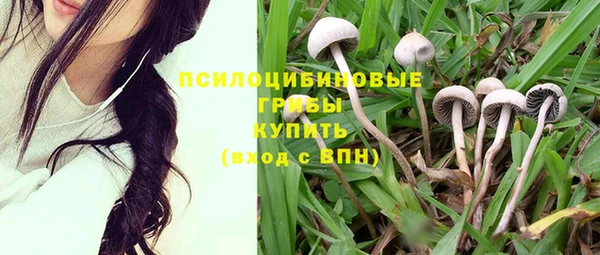 сатива Великий Новгород